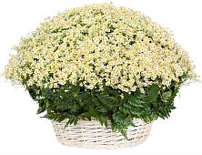 Цветочная композиция из Ромашки в корзине #REPLACE_PRED# Стромынь